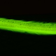 Illustration for article titled These new species of biofluorescent fish are beautifully strange